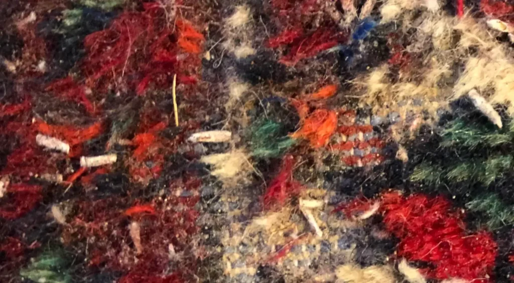 warum Mottenbehandlung Teppichbild